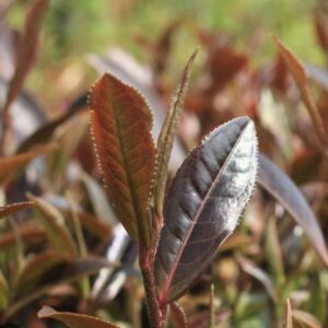 ceylon silver needle white tea loose leaf premium silver tea red tea sri lanka 200g
