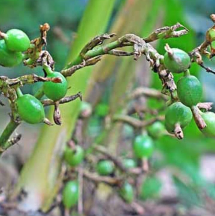 pure ceylon cardamom pods pure ceylon cardamom pods